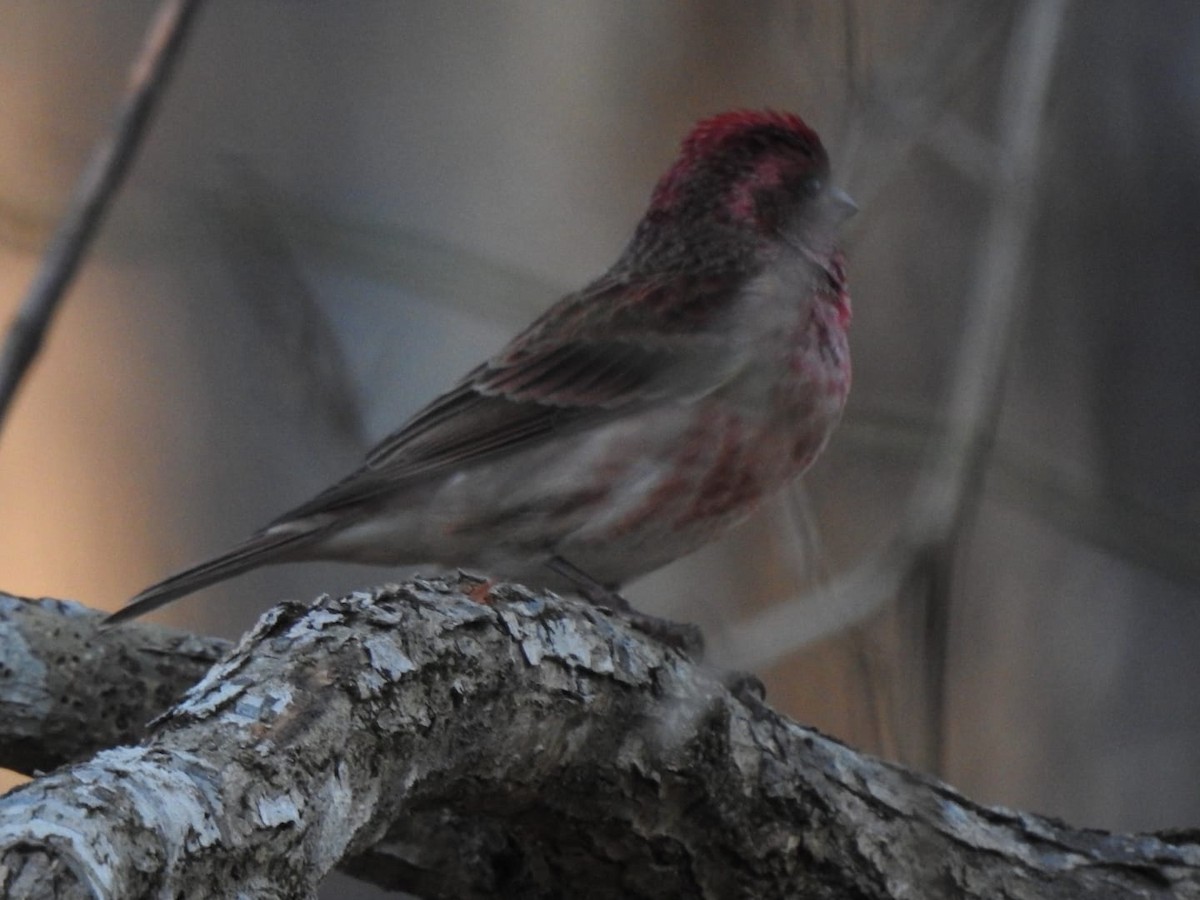 Purple Finch - ML612367717