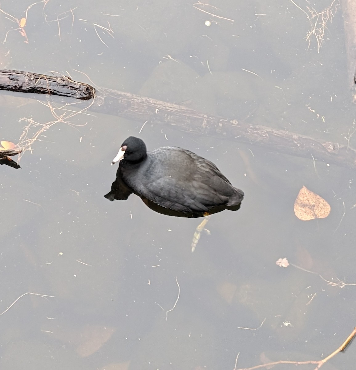 American Coot - Julia Dolan