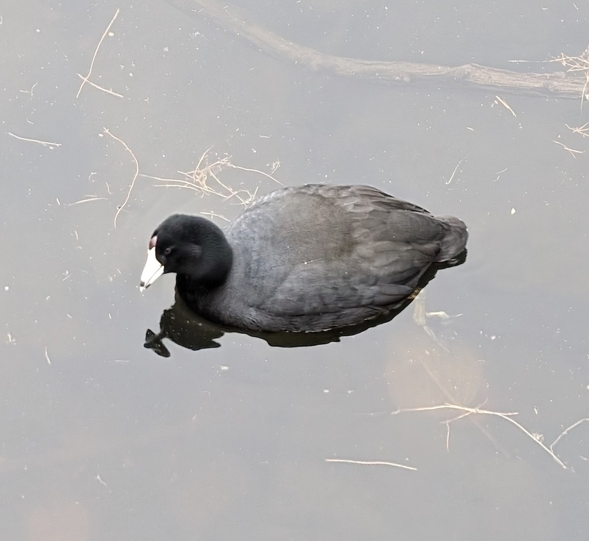 American Coot - Julia Dolan