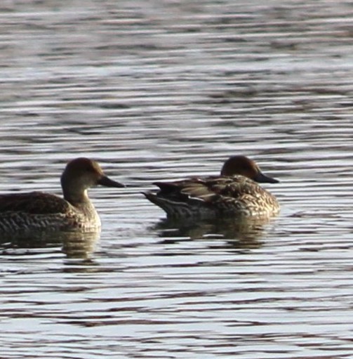 Northern Pintail - ML612367755