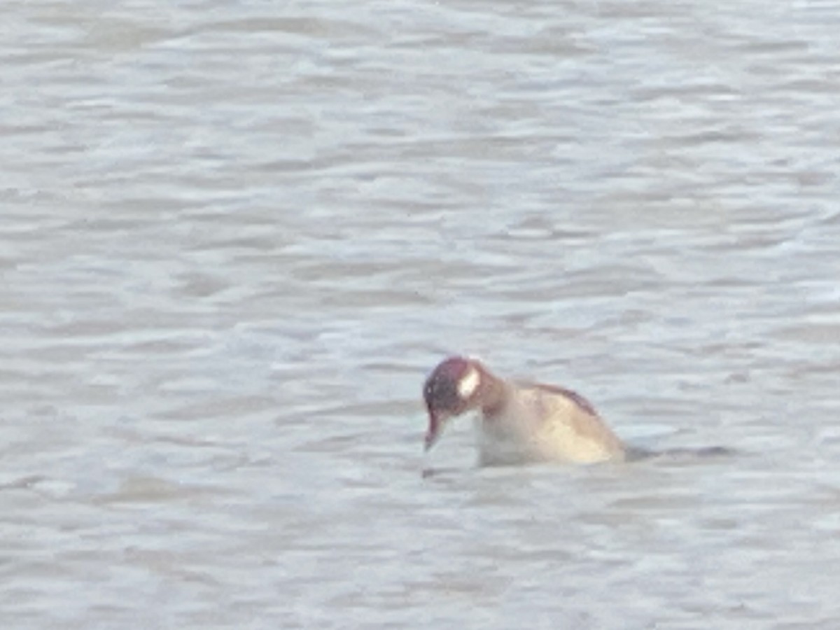 Bufflehead - ML612367779