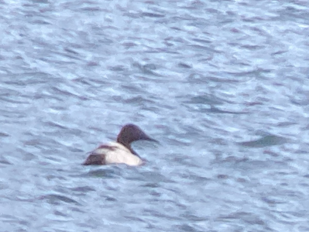 Canvasback - ML612367788