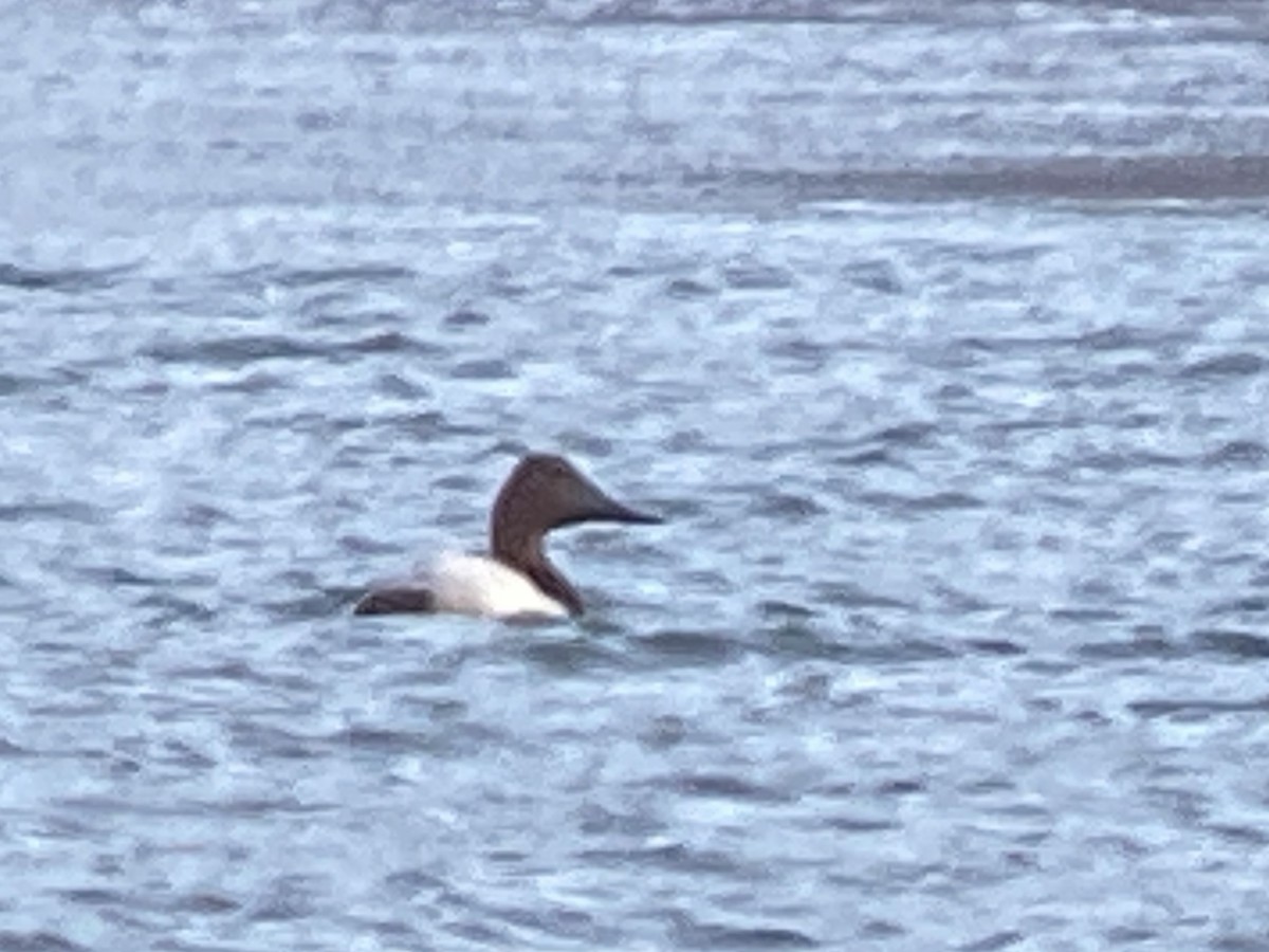 Canvasback - Cameron Eckert