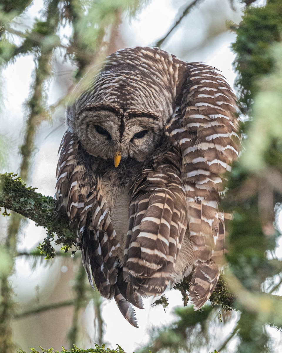Barred Owl - Mark Singer
