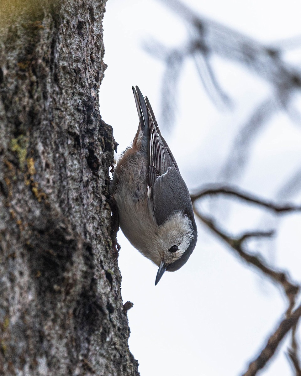 White-breasted Nuthatch - ML612367841