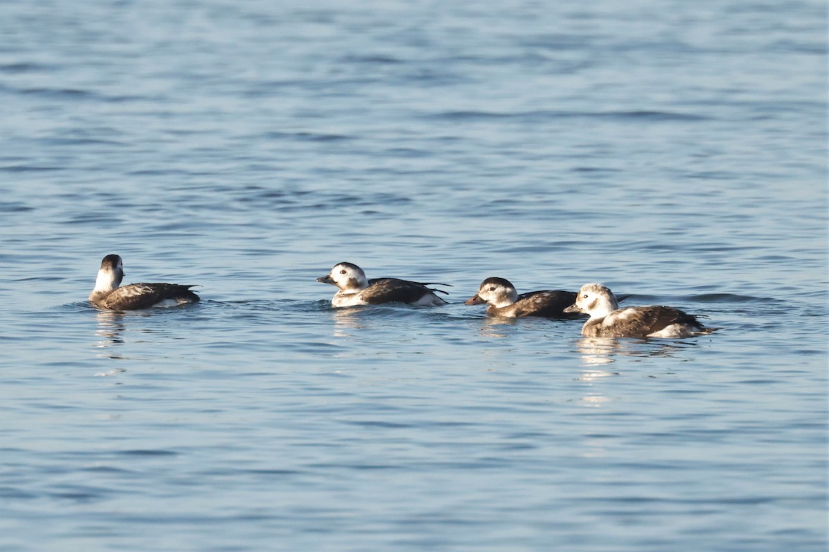 Long-tailed Duck - ML612367863