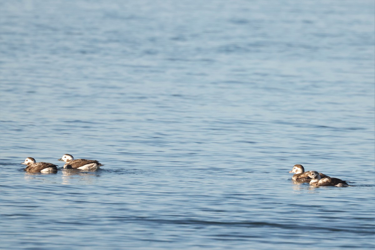 Long-tailed Duck - ML612367864