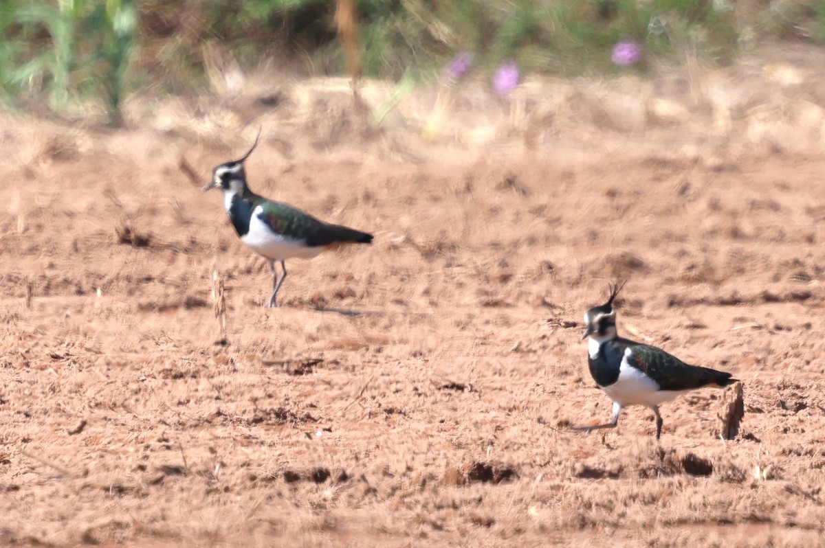 Northern Lapwing - ML612367960