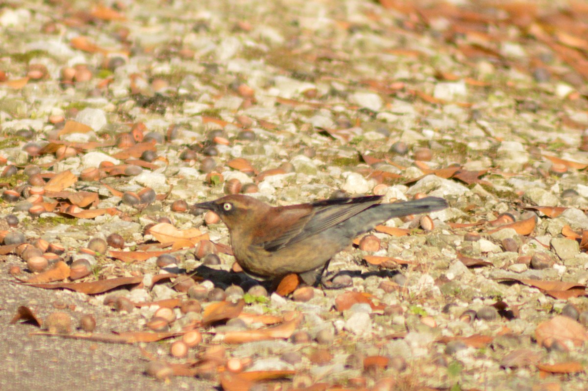 Rusty Blackbird - Ryan Pudwell