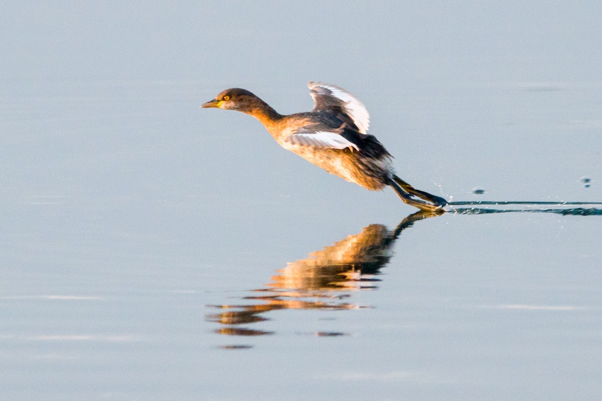 Хурган шунгуур - ML612368145