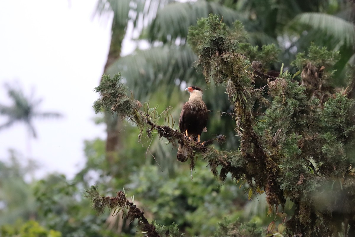 Caracara huppé (plancus) - ML612368147