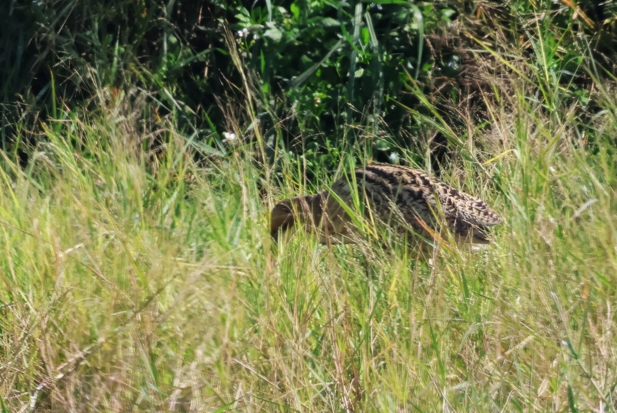 Great Bittern - ML612368168