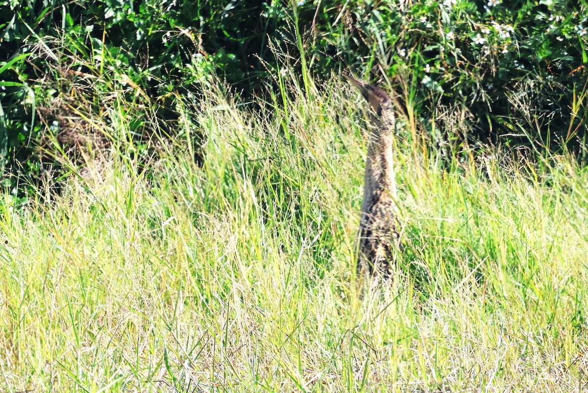 Great Bittern - ML612368171