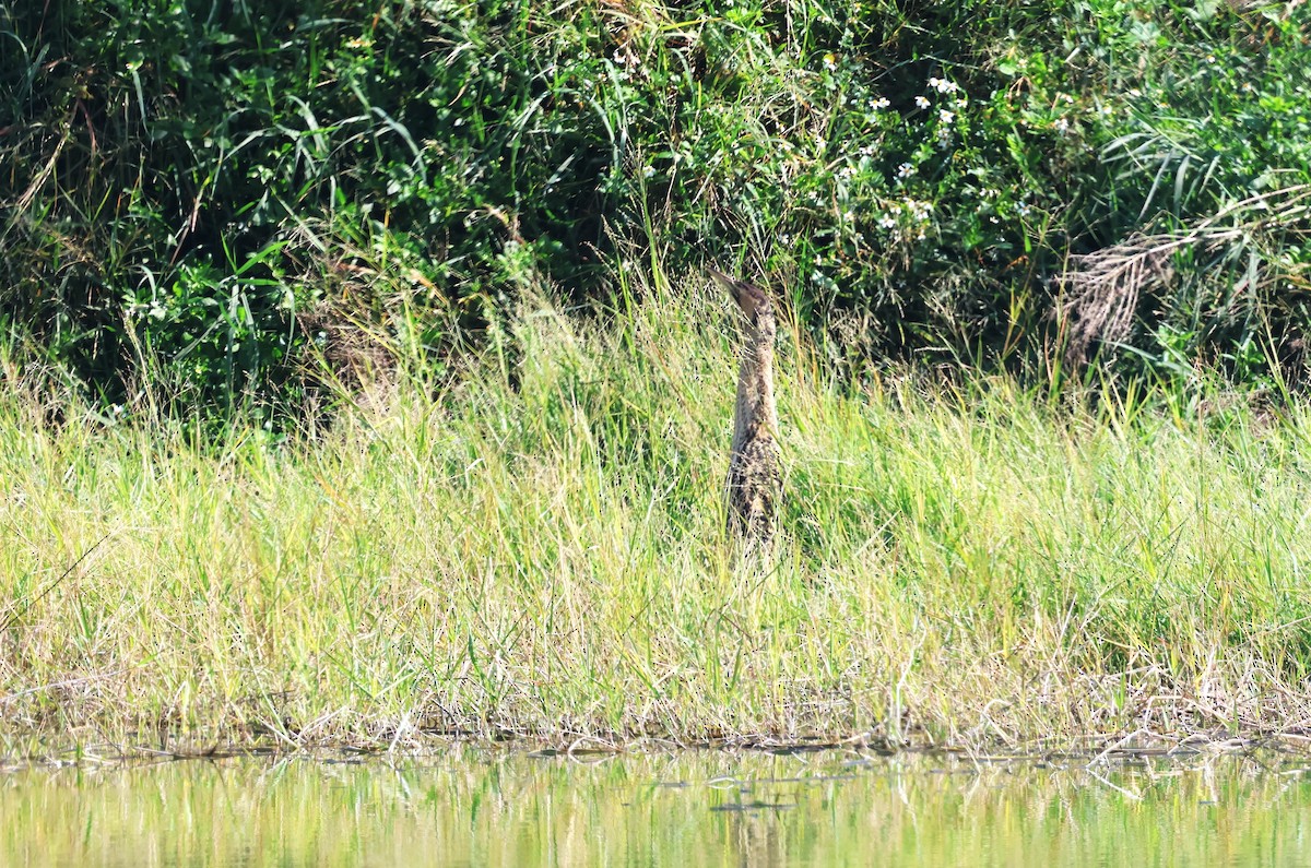 Great Bittern - ML612368172