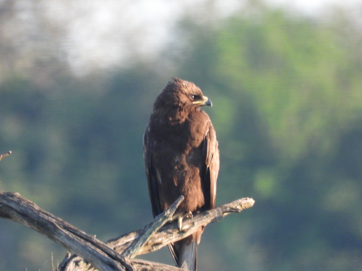 Wahlberg's Eagle - ML612368209