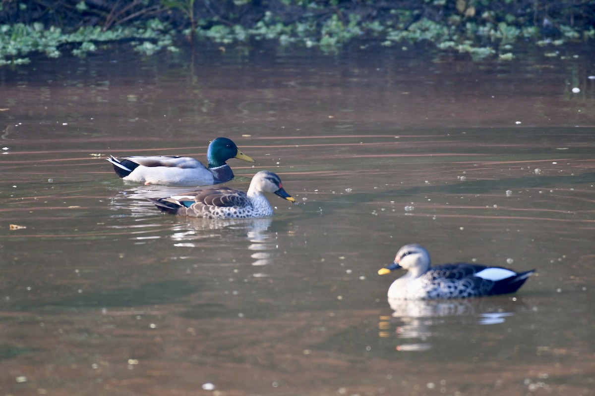 Indian Spot-billed Duck - ML612368227