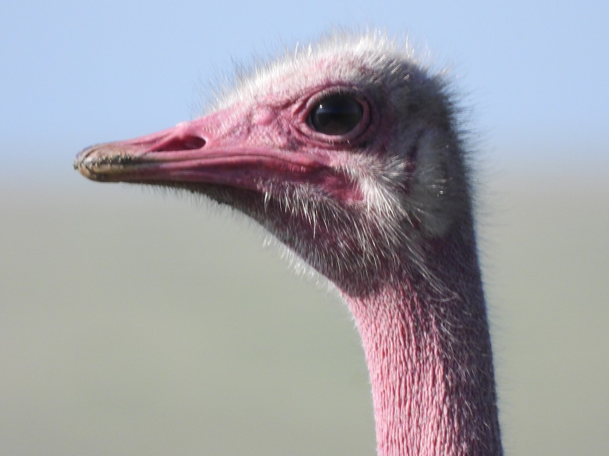 Common Ostrich - ML612368233