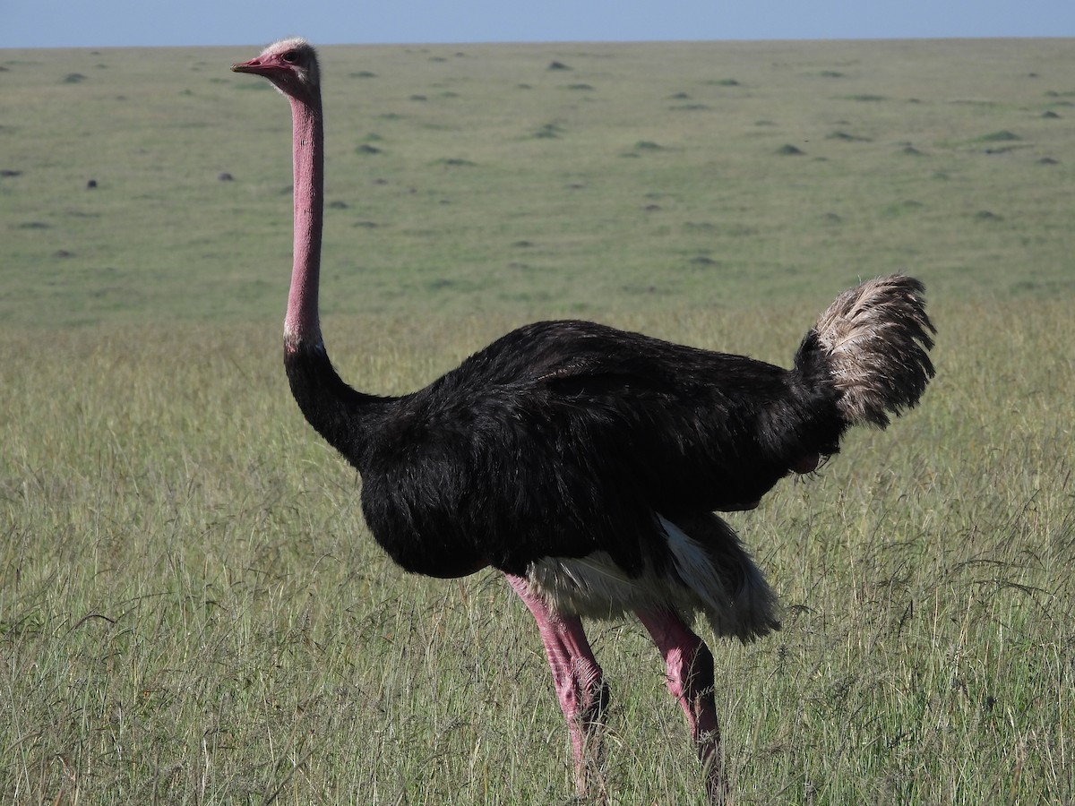 Common Ostrich - ML612368234