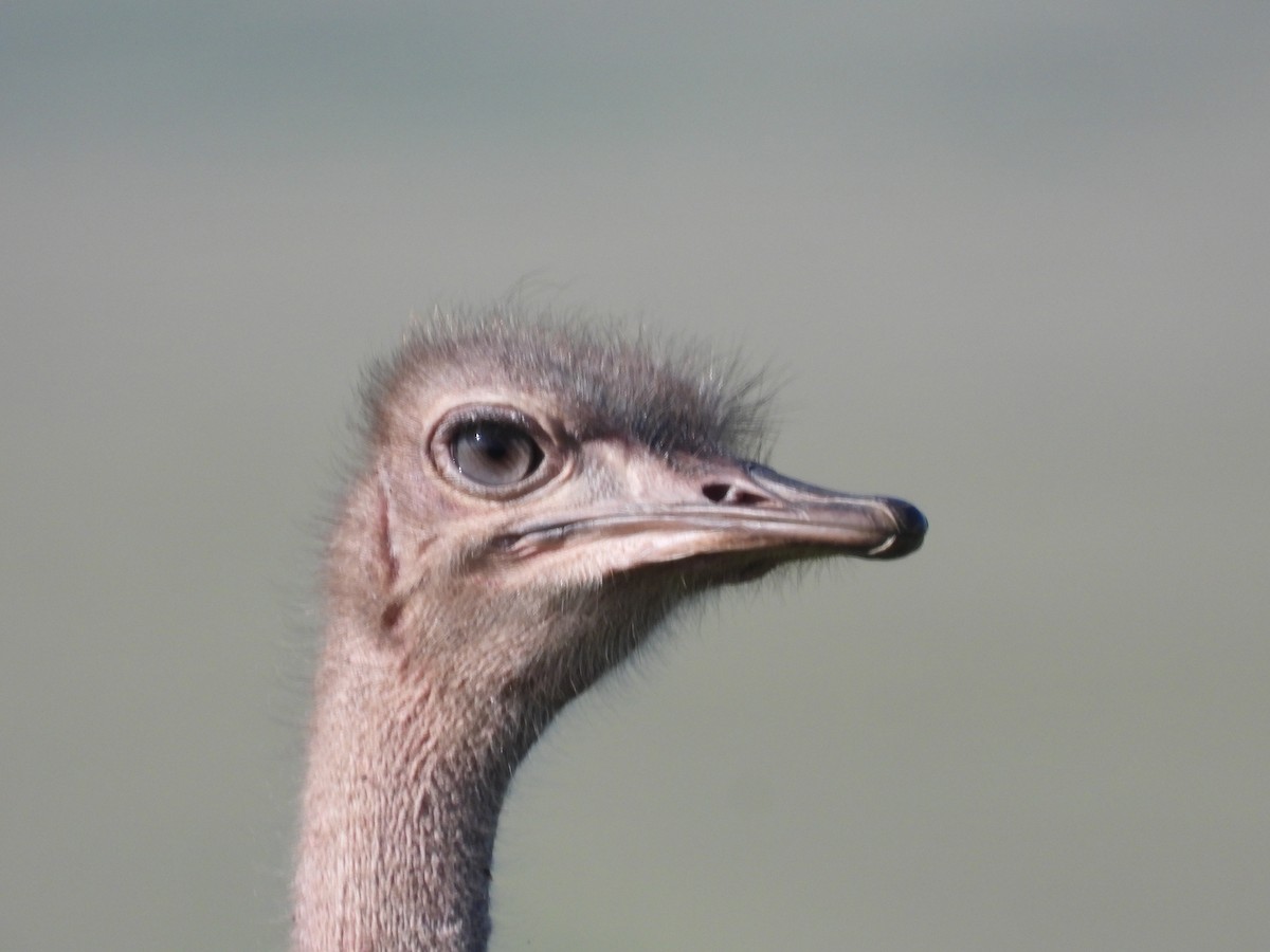 Common Ostrich - ML612368235