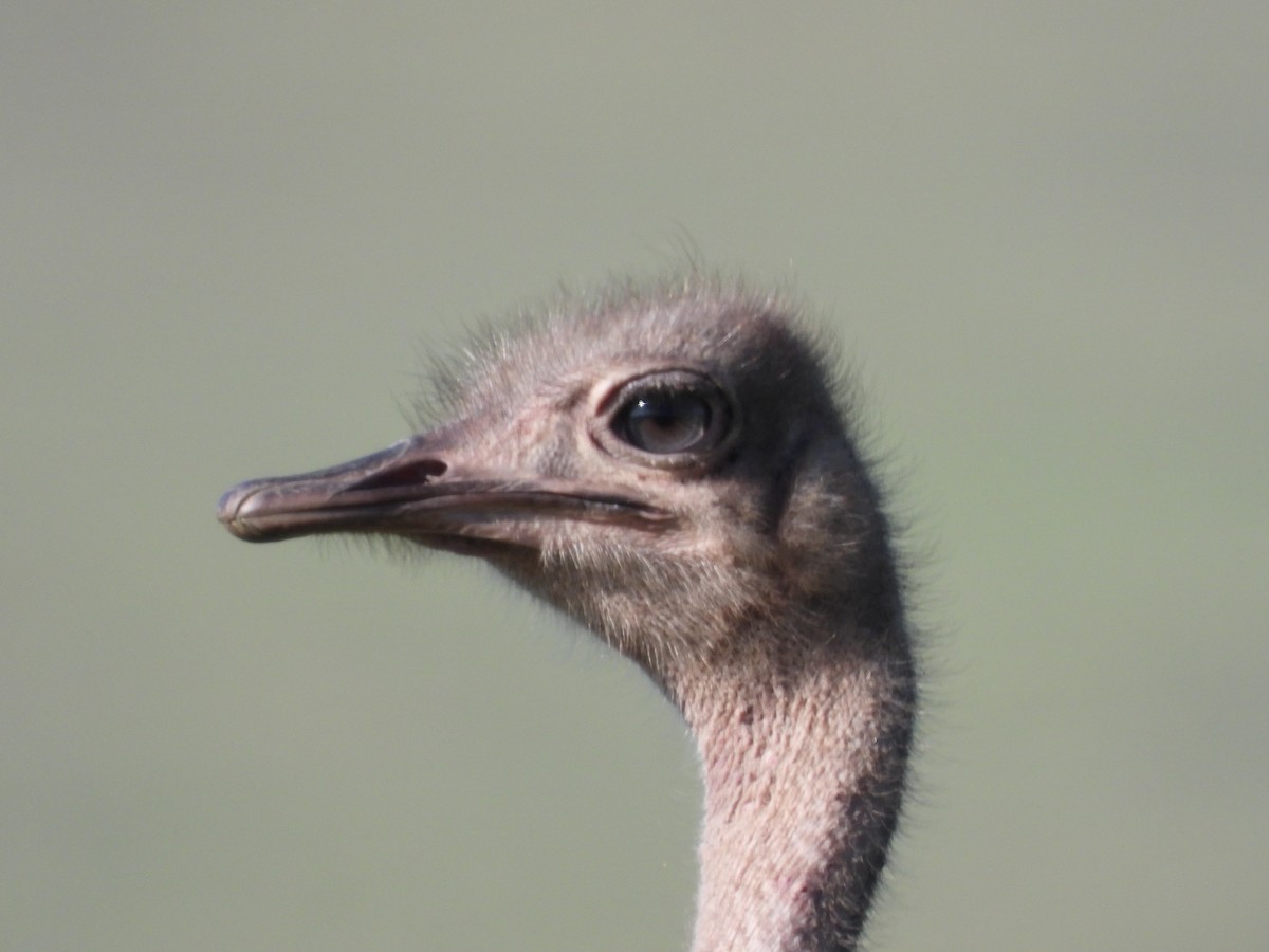 Common Ostrich - ML612368236