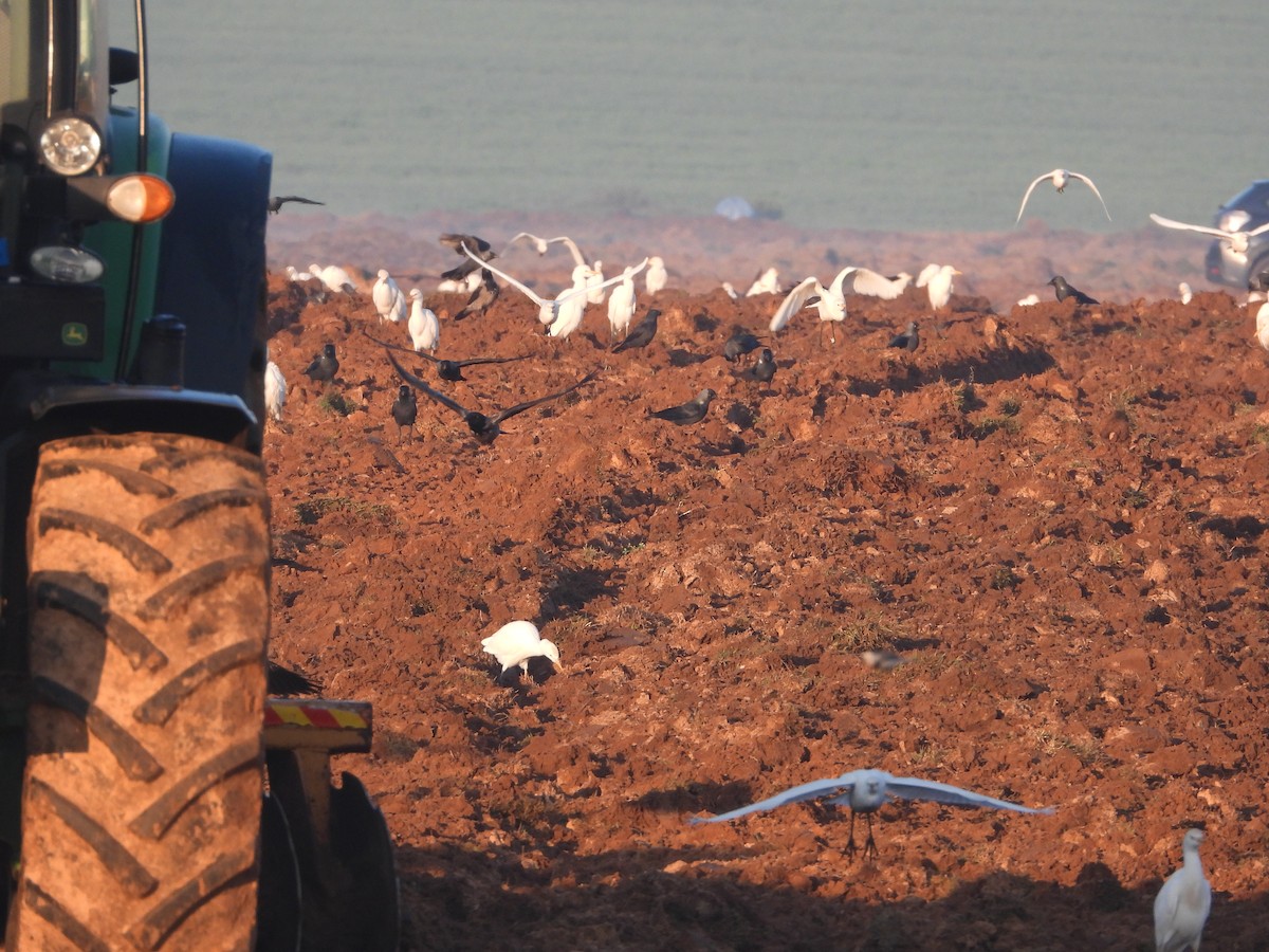 Western Cattle-Egret - ML612368398
