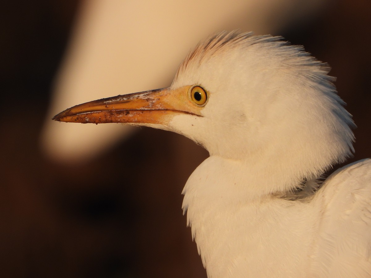 Western Cattle Egret - Itay Berger