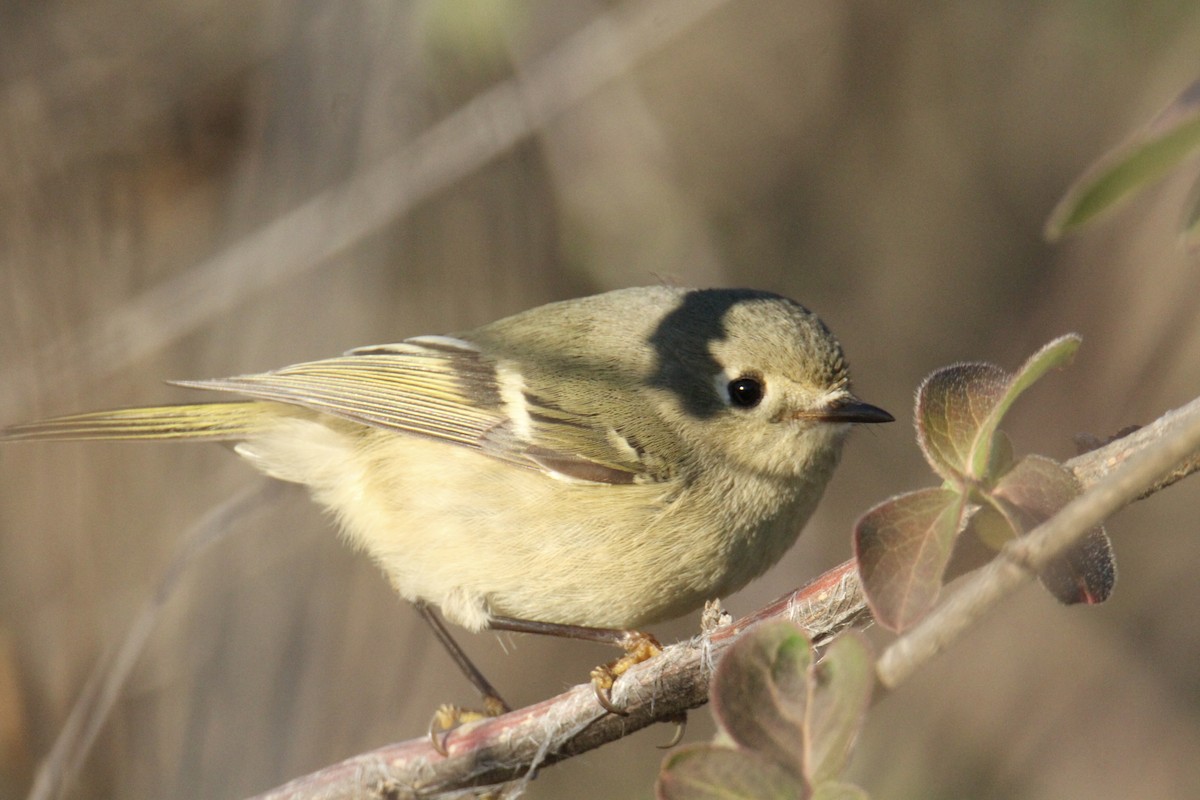 Ruby-crowned Kinglet - ML612368410