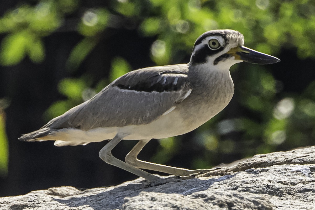 Great Thick-knee - ML612368426