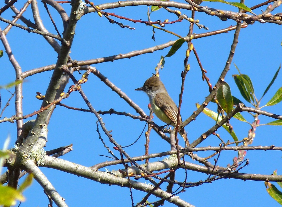 Dusky-capped Flycatcher - Tony Kurz