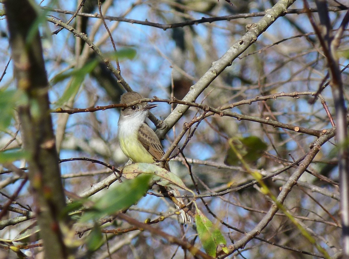 Dusky-capped Flycatcher - Tony Kurz