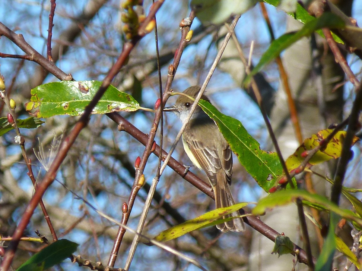 Dusky-capped Flycatcher - ML612368517