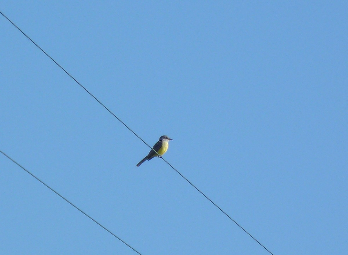 Tropical Kingbird - Tony Kurz