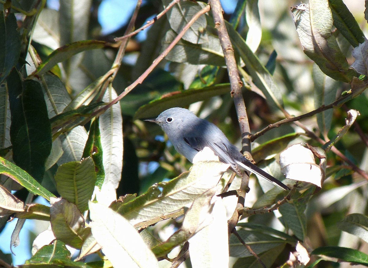 Blue-gray Gnatcatcher - Tony Kurz