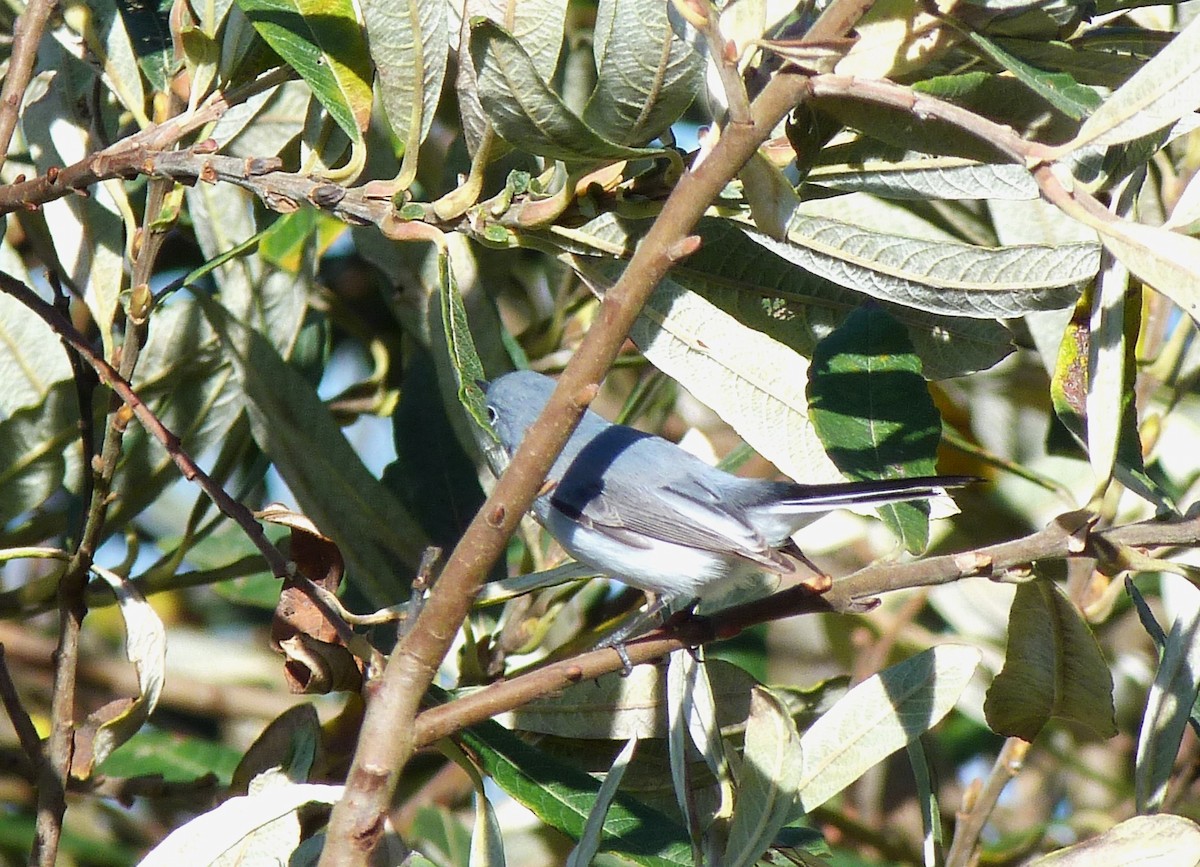 Blue-gray Gnatcatcher - Tony Kurz