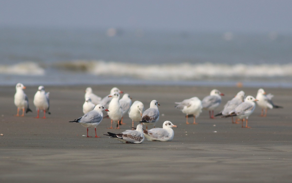 Brown-headed Gull - ML612368561