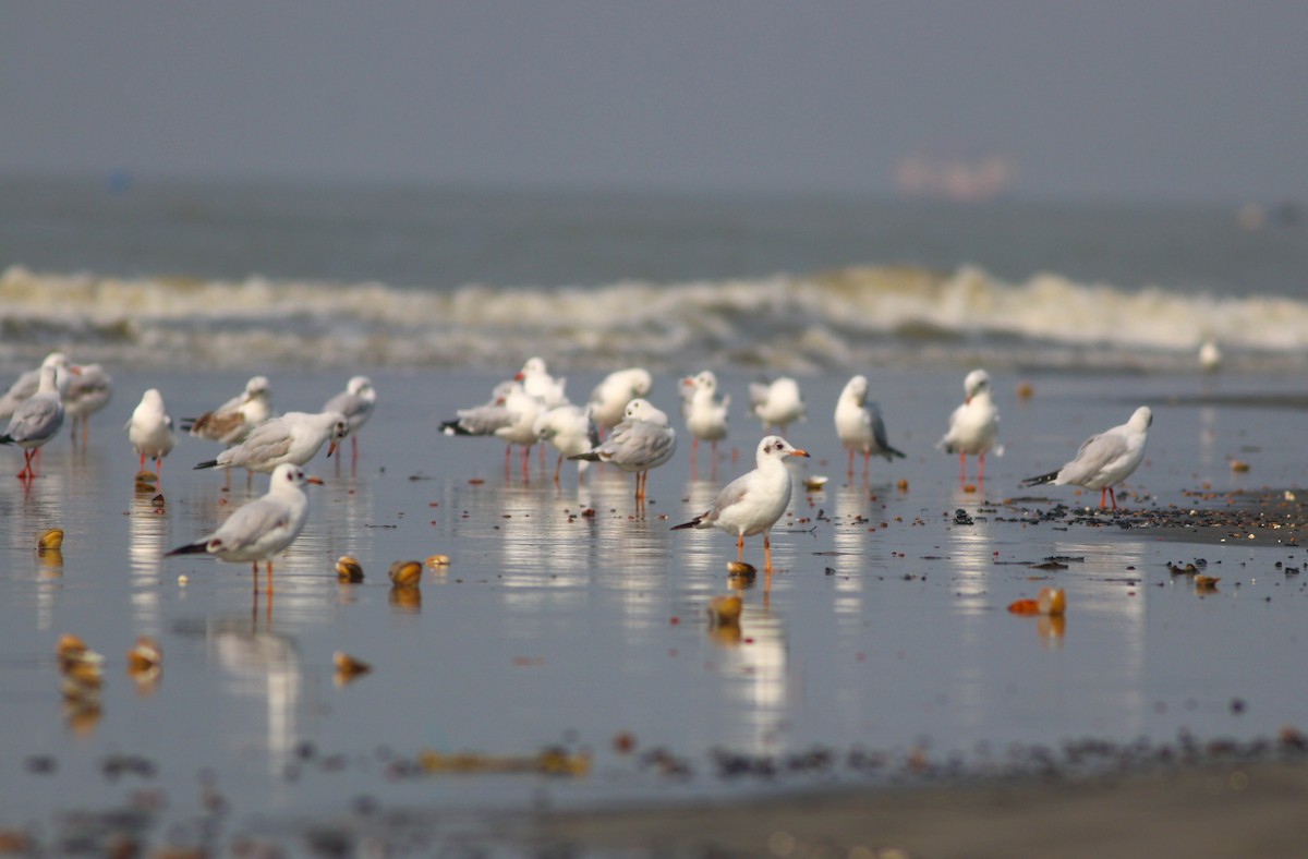 Brown-headed Gull - Samim Akhter