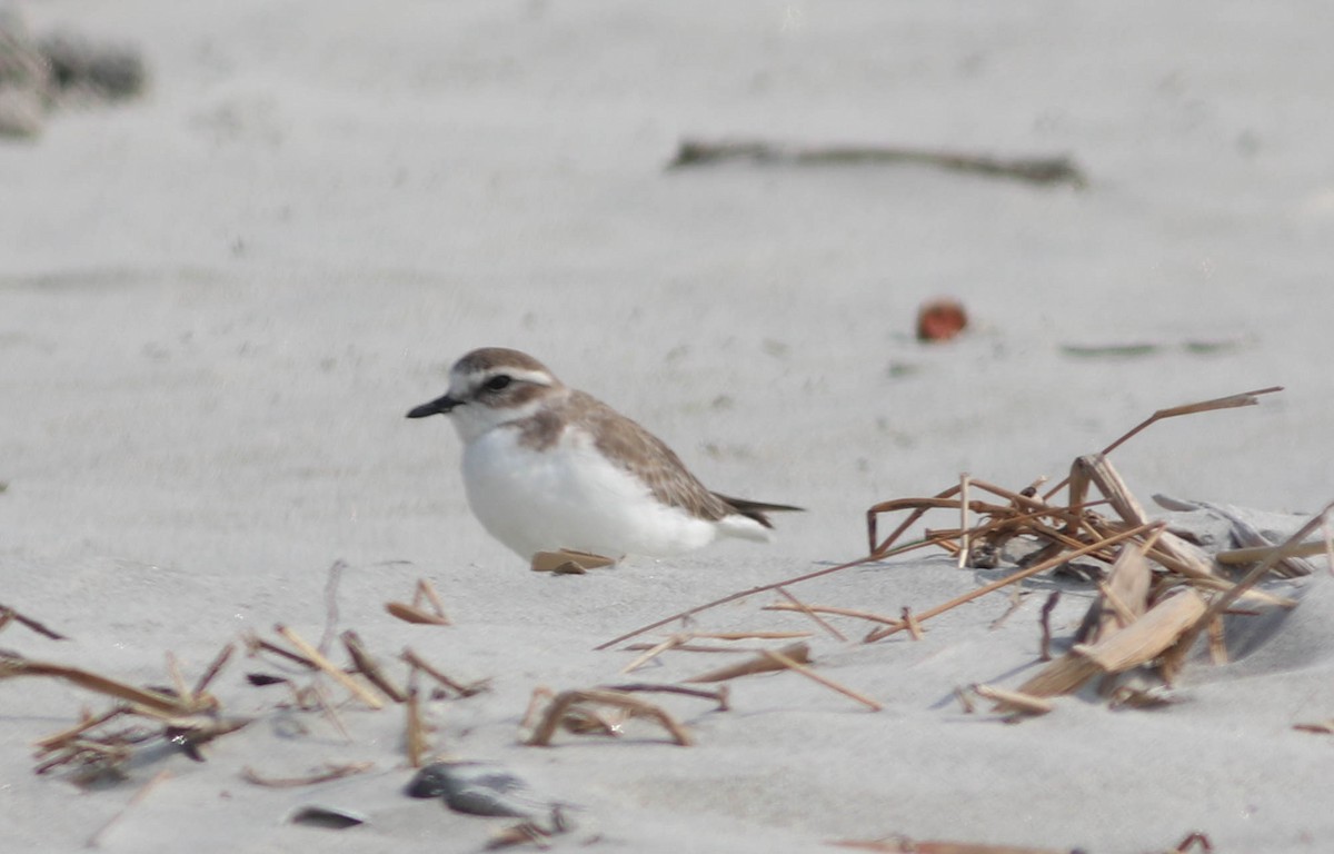 Tibetan Sand-Plover - ML612368566