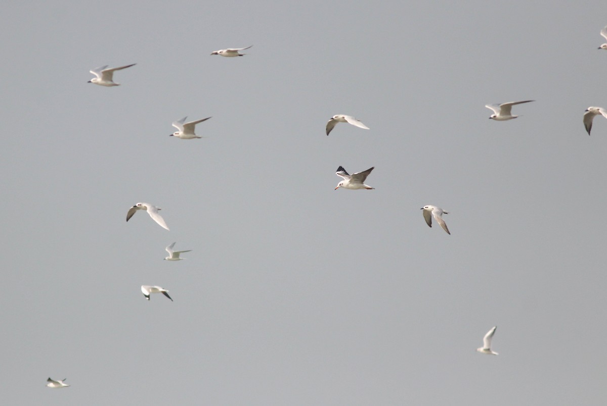 Gull-billed Tern - ML612368569