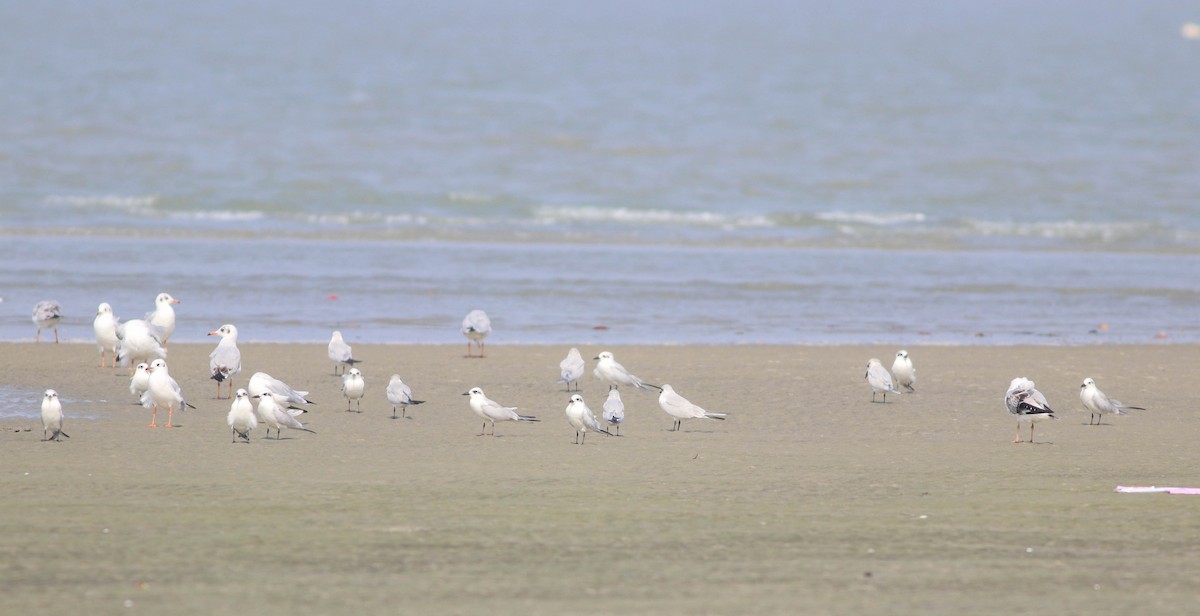 Gull-billed Tern - ML612368570