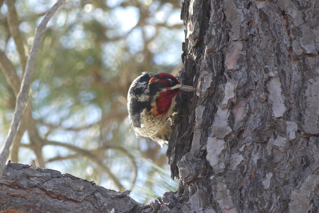 Red-naped/Red-breasted Sapsucker - ML612368575