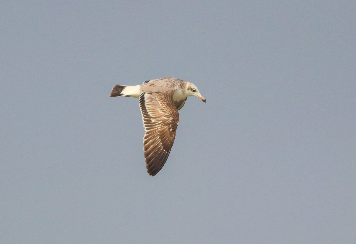 Pallas's Gull - ML612368590