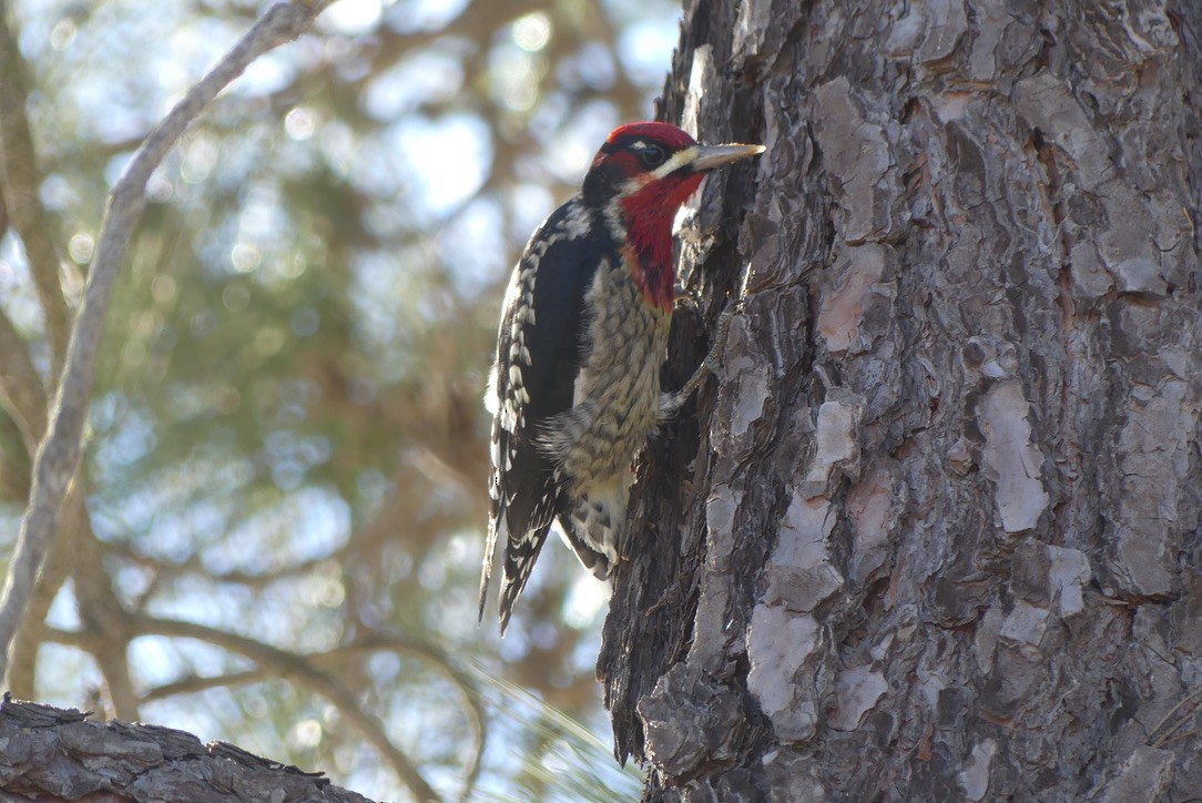 Red-naped/Red-breasted Sapsucker - ML612368592