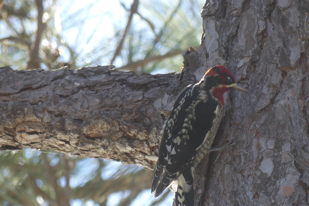 Red-naped/Red-breasted Sapsucker - ML612368596