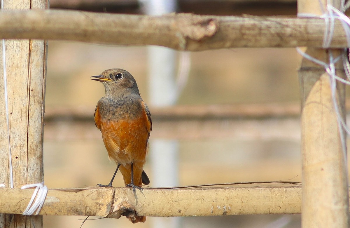 Black Redstart - ML612368607