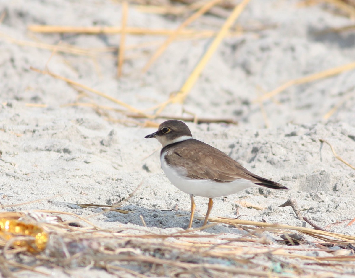 Little Ringed Plover - ML612368610