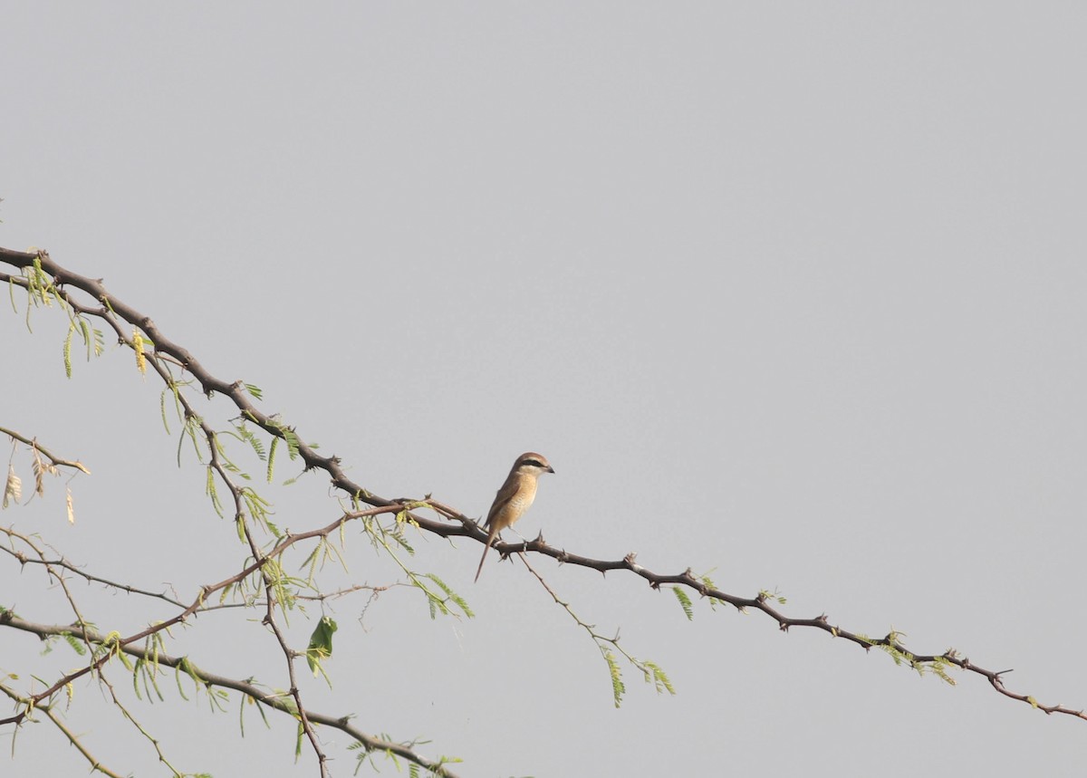 Brown Shrike - ML612368613