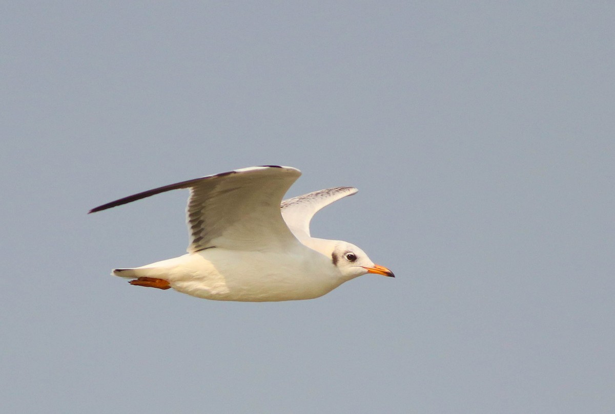 Brown-headed Gull - ML612368649