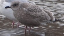 Glaucous-winged Gull - Tana Coetzer