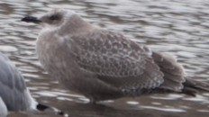 Glaucous-winged Gull - ML612368765