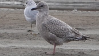 Glaucous-winged Gull - ML612368786